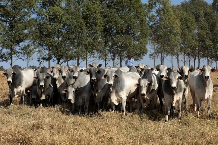 Imagem ilustrativa da imagem DICA RURAL (Fim de Semana, 02 e 03/12/2023)