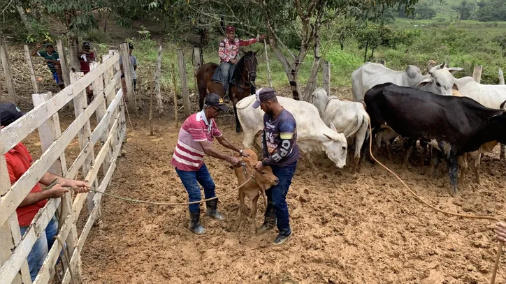 Criador deve vacinar o rebanho para evitar penalidades legais
