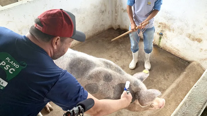 PSC é uma doença que atinge não apenas suínos domésticos, mas também os asselvajados