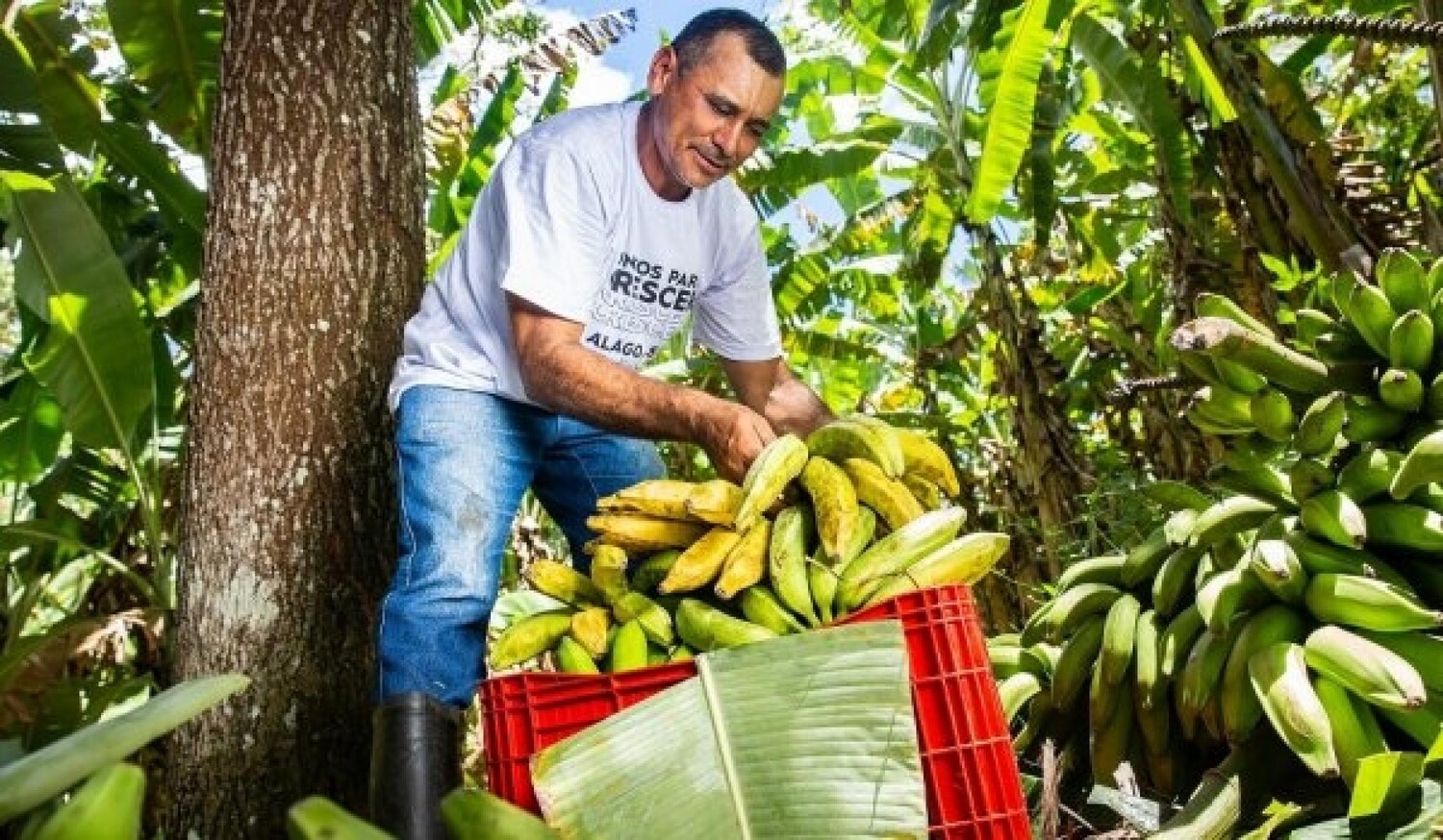 Imagem ilustrativa da imagem DICA RURAL (Fim de Semana, 16 e 17/12/2023)