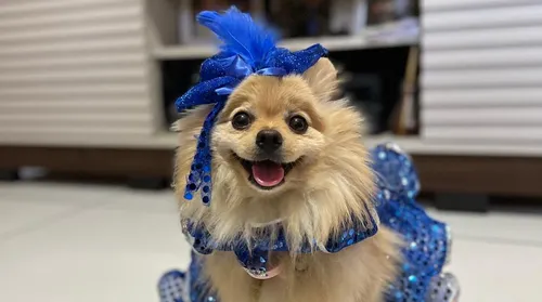 Folia de Carnaval para pets: os cuidados com a saúde e na hora de curtir a festa de momo - Imagem