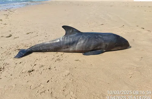 Filhote de golfinho é encontrado morto na praia de Ipioca, em Maceió