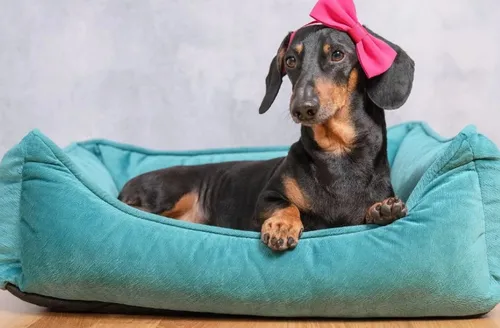 Nomes femininos para cachorros: inspire-se nos mais populares