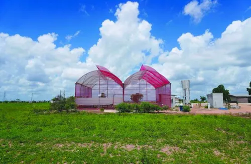 Projeto do Polo Tecnológico Agroalimentar 
de Arapiraca recebe selo da ONU