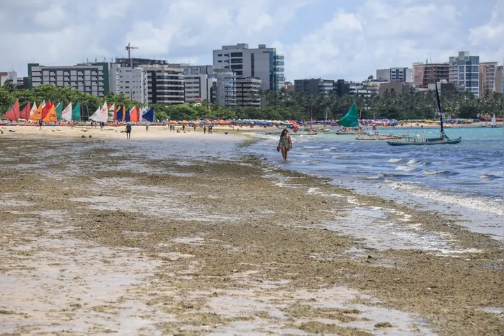 Algas em Maceió são desperdiçadas quando poderiam se tornar ativos para economia azul