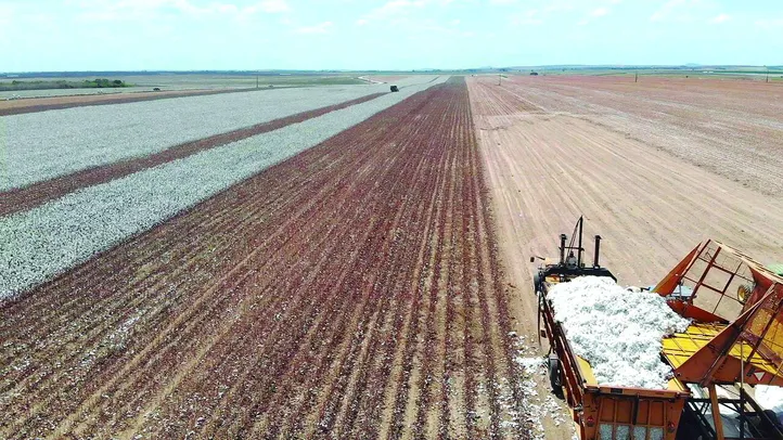 Algodão e soja devem atingir recordes de produção em 2025; Safra recorde de 325,3 milhões de toneladas é estimada para 2025