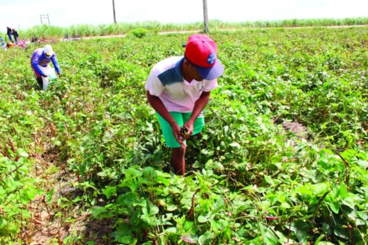 Cada organização fornecedora poderá acessar o limite de R$ 1,5 milhão por ano, sendo que o limite por agricultor familiar é de R$ 15 mil