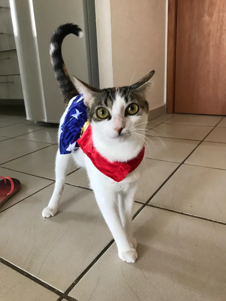 Arabella pronta para cair na folia em casa