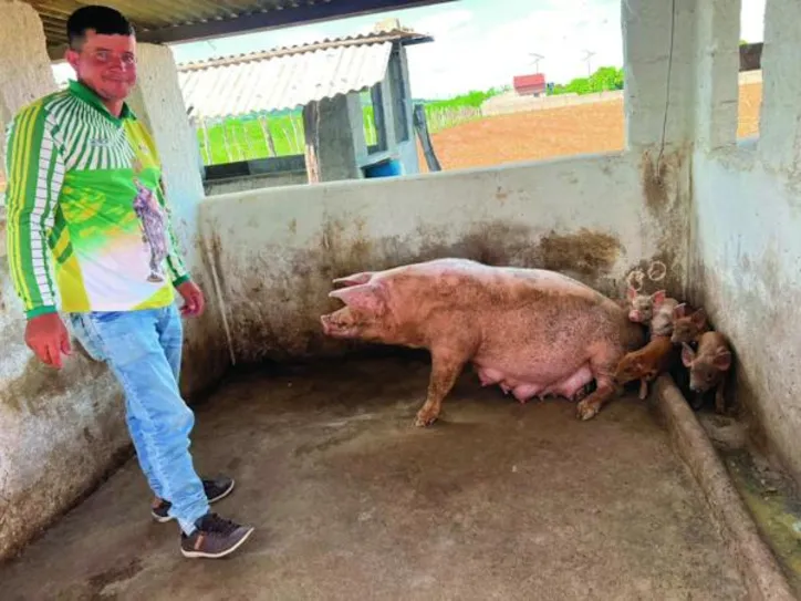 José Cícero investe na criação de suínos para engorda