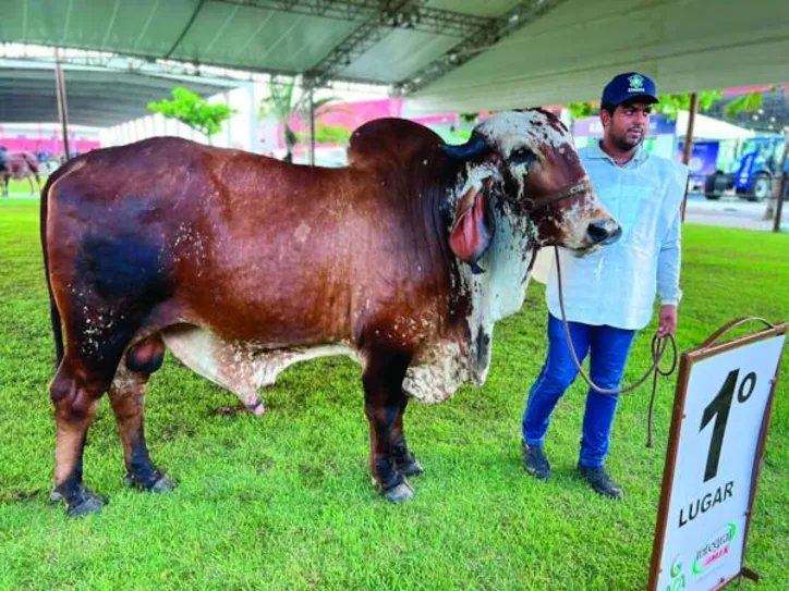 Exposição traz animais de destaque de raças leiteiras e de corte