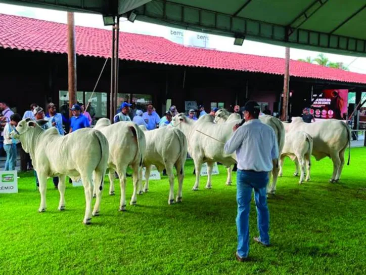 Alto padrão genético de bovinos de corte também será apresentado no evento