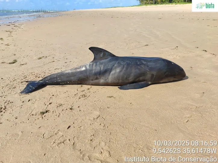 Filhote de golfinho é encontrado morto na praia de Ipioca, em Maceió