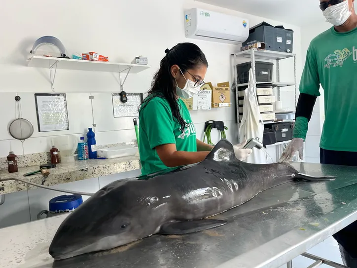 Filhote de golfinho é encontrado morto na praia de Ipioca, em Maceió