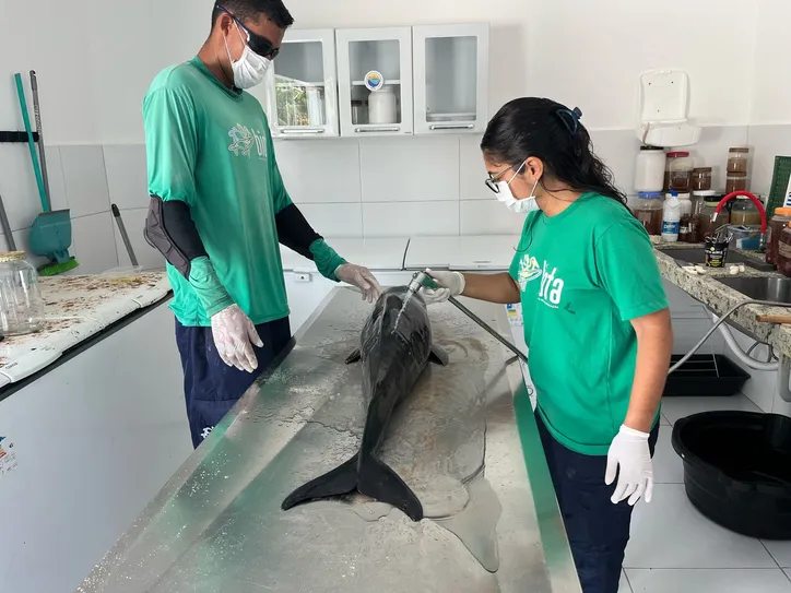 Filhote de golfinho é encontrado morto na praia de Ipioca, em Maceió