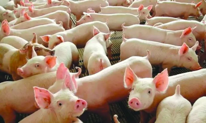 O acordo fortalece as boas práticas na suinocultura, promovendo bem-estar animal e sustentabilidade no setor