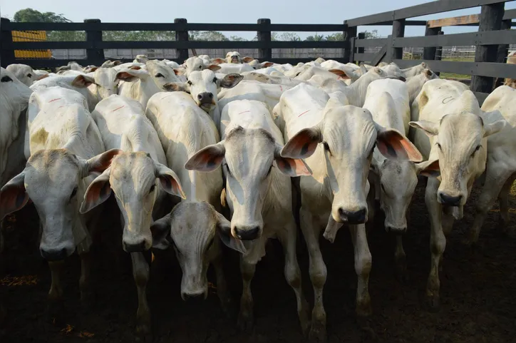 Metodologia Cowsignals identifica seis pontos de atenção para o pecuarista trabalhar em sua propriedade