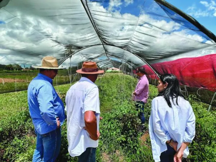Imagem ilustrativa da imagem Plano ABC+ Alagoas impulsiona agricultura sustentável e combate mudanças climáticas