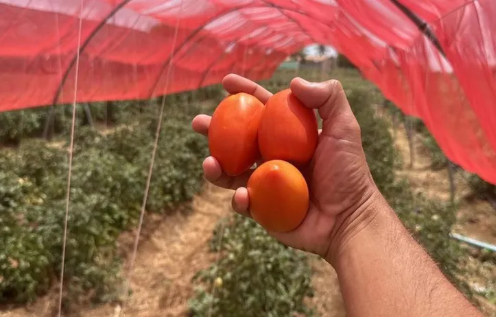 Pesquisa tem o objetivo de aumentar a produção saudável de hortaliças e fortalecer a qualificação dos pequenos agricultores