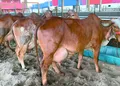 Expoalagoas fatura R$ 6 milhões e consolida protagonismo do agro alagoano