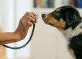 Plano de saúde para pets: especialista explica os benefícios