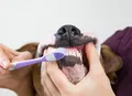 Veterinária explica a importância de escovar os dentes dos cães