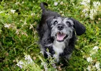 A importância do treinamento para cães idosos imagem