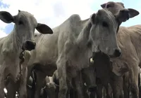Adeal inicia campanha de Atualização Cadastral de Rebanhos imagem
