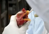 Gripe aviária no RS pode gerar aumento da oferta e queda de preços em AL imagem