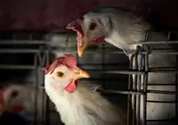 Ministério da Agricultura tentou distribuir testes de gripe aviária com certificado vencido imagem