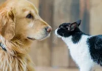 Quatro passos para promover a boa convivência entre cães e gatos em casa imagem