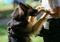 Veterinário indica quais são as 6 melhores raças de cães de guarda imagem