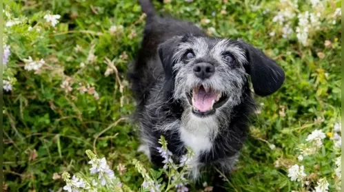 A importância do treinamento para cães idosos - Imagem