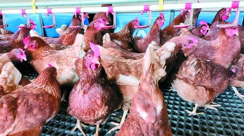 Adeal mantém protocolo de prevenção a casos suspeitos de gripe aviária - Imagem