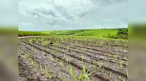 Chuvas renovam esperanças de fornecedores de cana - Imagem