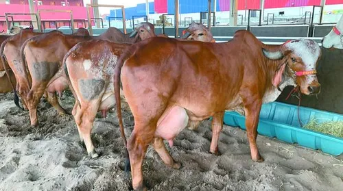 Expoalagoas fatura R$ 6 milhões e consolida protagonismo do agro alagoano - Imagem