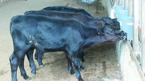 Nascem os primeiros bezerros geneticamente editados no Brasil com embriões fecundados in vitro - Imagem