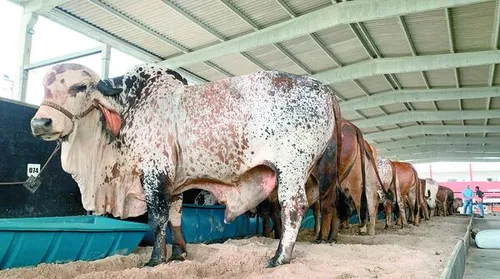 Programação da Expoalagoas agrega oportunidades para criadores - Imagem