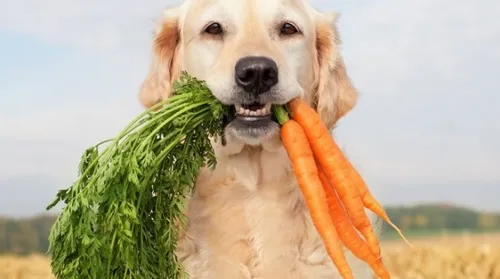 Saiba o que os cães precisam comer para ter uma vida longa e saudável - Imagem