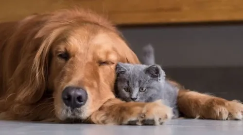 Signo dos Pets: entenda como funciona a Astrologia no mundo animal - Imagem