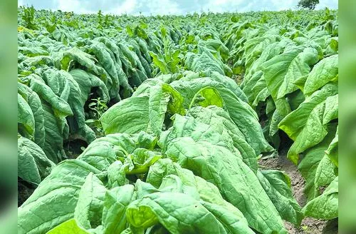 Adeal inicia trabalho de campo para manutenção de área livre do mofo azul do tabaco