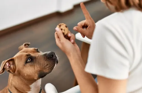 Como aplicar o reforço positivo para melhorar os hábitos do seu cão