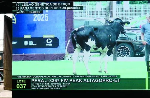Genética de Berço fatura mais de R$ 1,1 milhão e encerra Expoalagoas com alta de 42%