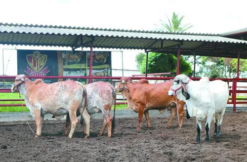 Leilão Genética de Berço acontece neste domingo