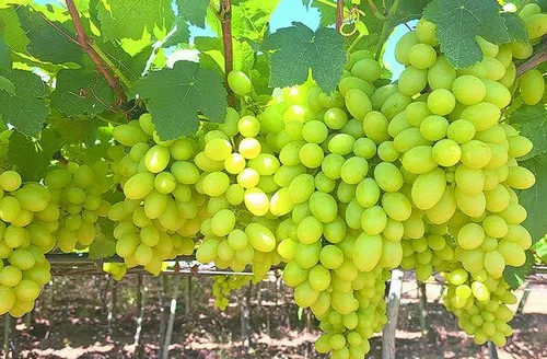 Nova cultivar de uva branca sem sementes reduz em 50% o custo de mão de obra no Semiárido