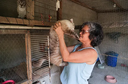 Uma casa com 15 gatos: como alagoana consegue aliar rotina e amor pelos pets