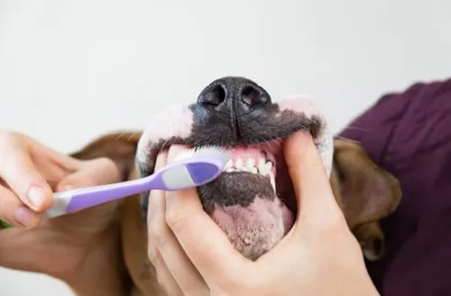 Veterinária explica a importância de escovar os dentes dos cães
