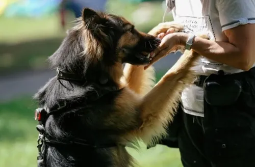 Veterinário indica quais são as 6 melhores raças de cães de guarda