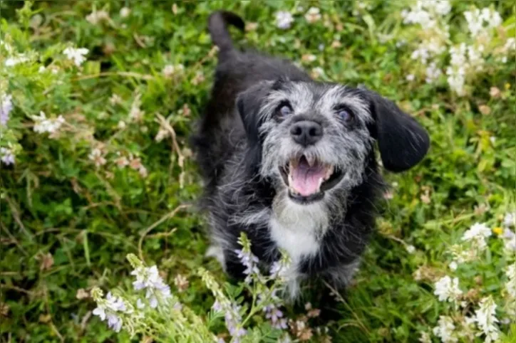 Manter cães idosos ativos traz inúmeros benefícios para os pets