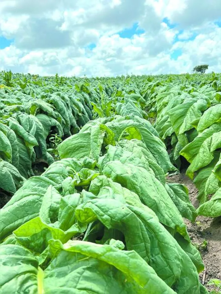 Material coletado será analisado em laboratório do Ministério da Agricultura e Pecuária