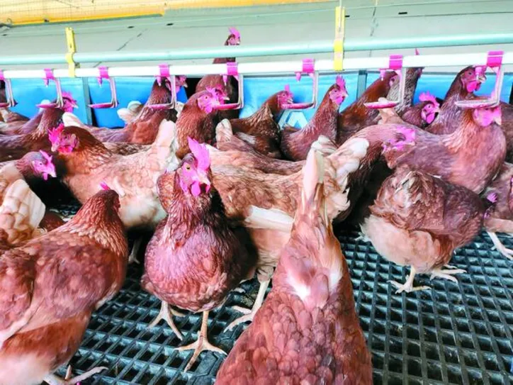 Alagoas não teve notificação de casos da doença
